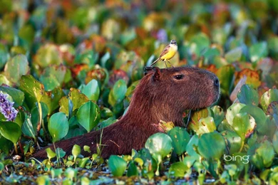 Bing Bing Wallpapers 22443   Desktop Wallpapers   System Wallpapers