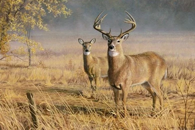 Big Buck Wallpapers   Wallpapers Cave