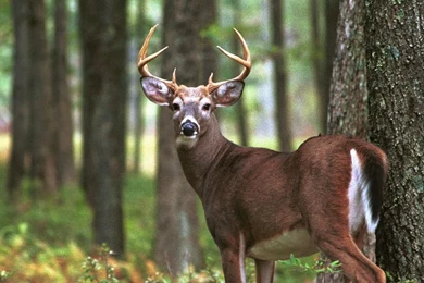 Whitetail Deer Wallpapers