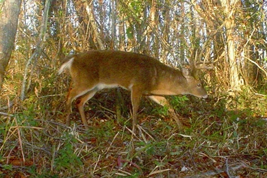 Free Download Outdoor Wallpapers   Big Buck Sneaking Wallpapers