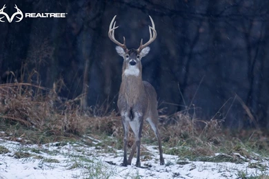 Realtree Desktop Wallpapers   HD Wallpapers And Pictures