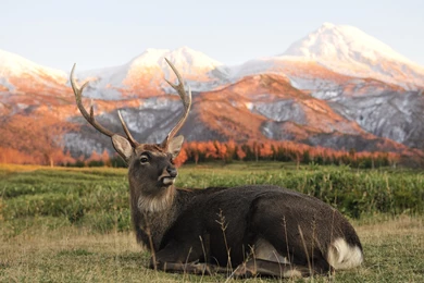 Mountain Buck Wallpapers