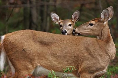 Deer Shh Stay Won Doe Buck Deer Fawn Nature Animals Wildlife ...