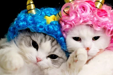 CUTE PAIR Wallpapers In 800x600 Resolution