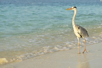 Download Wallpapers 1920x1080 Bird, Sea, Shore, Long Legs, Walk ...