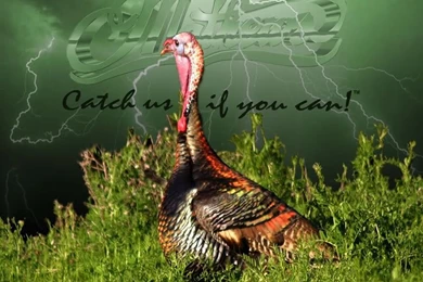 Whats YOUR Favorite Archery Related WALLPAPER!