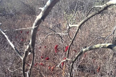 Deer Hunting With Mathews LX Bow, With Easy Bow Cam Mounted With ...