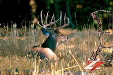 Desktop Backgrounds   Mathews, Hoyt, Bowtech, Diamond, PSE, Etc ...