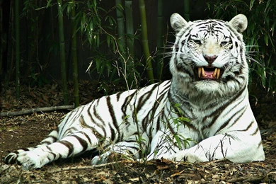 Daniel Sierra: White Tiger HD Wallpapers For Desktop Free