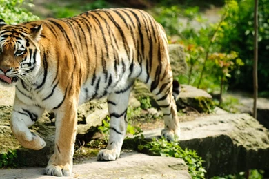 Tiger desktop wallpaper.jpg