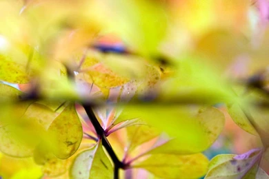 Royalty Free Stock Photos Free   HD Wallpapers Lovely