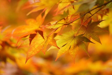 1600x900 Leaves In Autumn Wallpapers