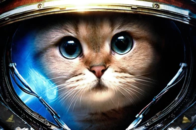 Funny tumblr backgrounds cat astronaut 1920x1080.jpg
