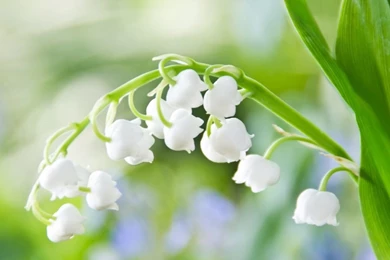 Hd Wallpapers, Nature Images, Free Download Images, Plants, Fresh ...