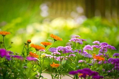 Widescreen HD Wallpapers Free Download   Newwallpapershits.com