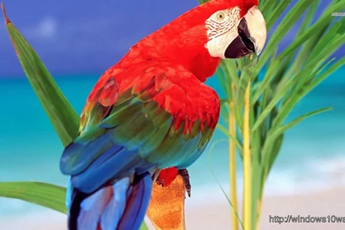 Scarlet Macaw Hd 1366×768 Free Download Wallpapers – Windows 10 ...