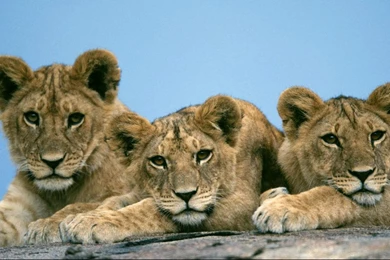 Mountain Lion wallpapers