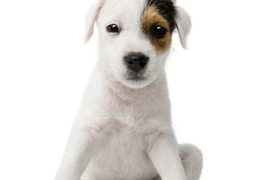 Animal Crackers Dog Day Care Boarding & Grooming