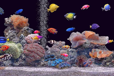 Free Live Desktop Wallpapers   3 Items