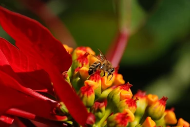 PABLO FLORES   PHOTOGRAPHY   Wallpapers