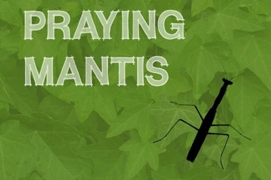 Mantis00471.jpg