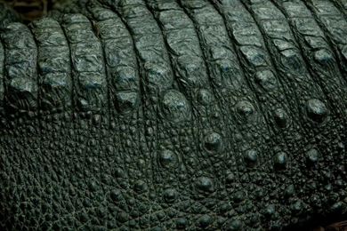 SURFACES Leather & Skin On Pinterest