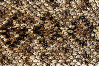 Animal Skin Wallpapers