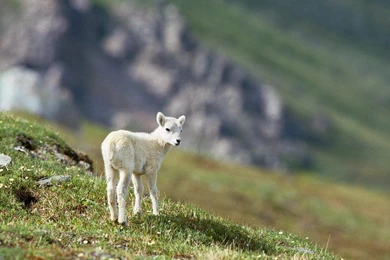 Sheep HD Wallpapers