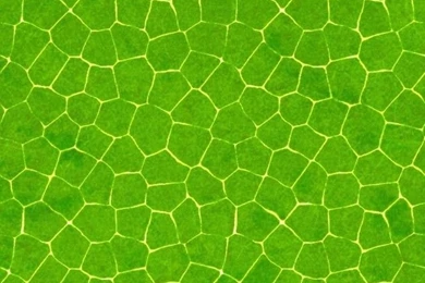 Crocodile Skin Pattern Mobile Wallpapers 4647