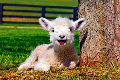 Cute baby lamb wallpaper 1   Out Of Ambit