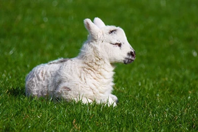 Baby Lamb Images   Wallpapers HD Base