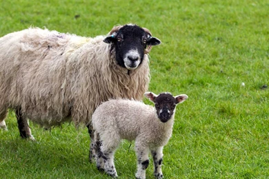 Sheep Desktop Wallpapers   , New Wallpapers, New Wallpapers