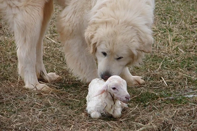 Great Pyrenees Wallpapers   HD Wallpaper Backgrounds Of Your Choice