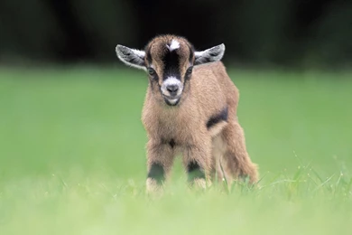 Attractive Adorable Wallpaper Lamb Image Goat Picture.jpg