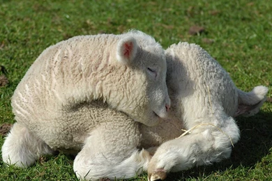 Sheep: Baby Sunshine Lamb Sheep Cute Pictures For HD 16:9 High ...