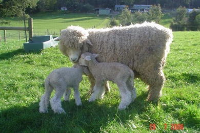 Sheep Ewe And Lamb