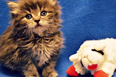 HTC Evo 4G Wallpapers Page 196: Like Lamb Toy Animal Cat Blue ...