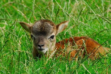 CUTE LAMB WALLPAPER   (