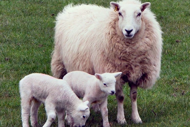 Lambs And Sheep – Sky HD Wallpapers