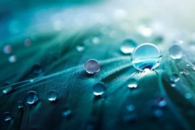 Water feathers wallpaper.jpg