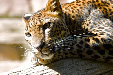 Free iPad Wallpapers