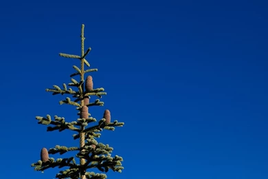 Xmas Tree, Minimal   Desktop Backgrounds Wallpapers