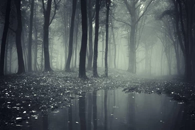 Dark Forest Backgrounds Hd Backgrounds Point