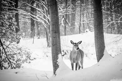 Interesting Encounters HD Desktop Wallpapers : Widescreen ...