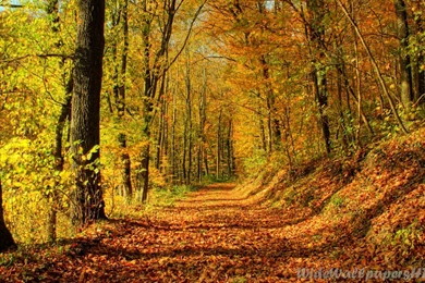 Fall Thanksgiving Wallpapers   Wallpapers Cave