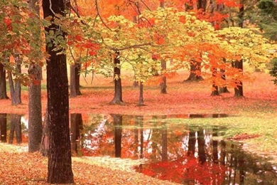 Autumn_natura  1.jpg