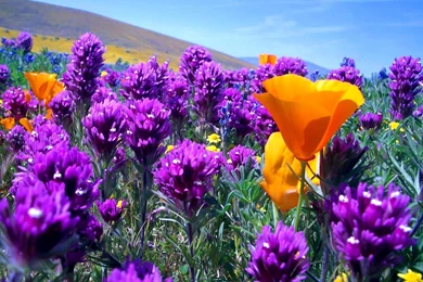 Beautiful Spring   Spring Wallpapers (27865816)   Fanpop