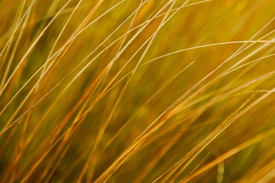 Wallpapers Nature Windows 8