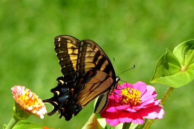 Beautiful Spring   Spring Wallpapers (27865685)   Fanpop