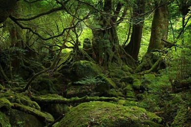 Forest Nature HD Desktop Wallpapers   Nature Wallpapers HD